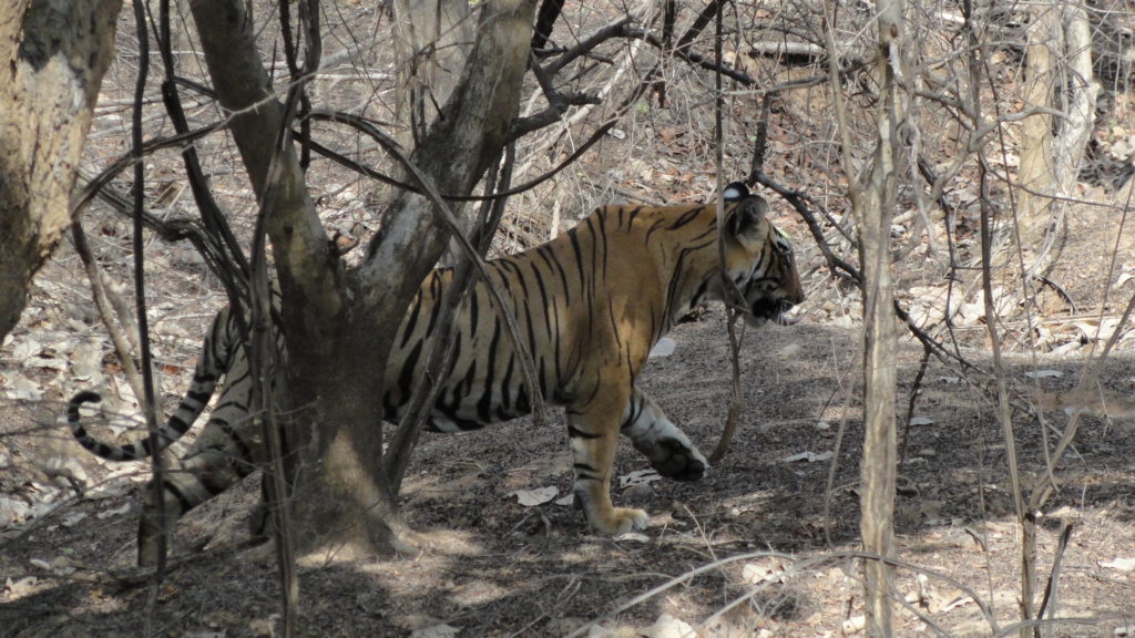 Tigre à Ranthambore
